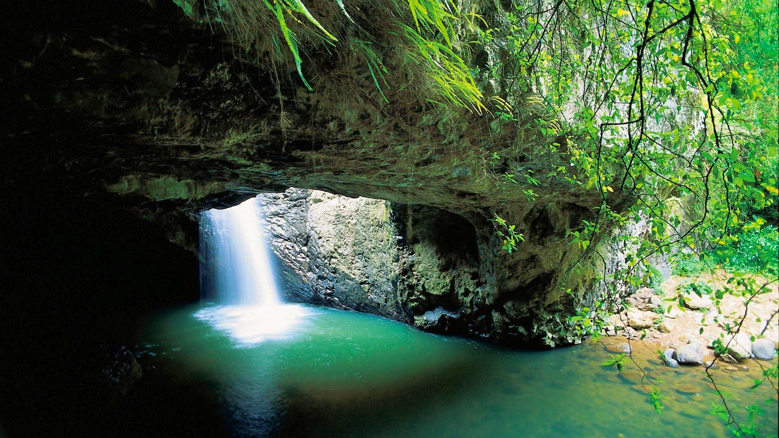 Springbrook and Tamborine Rainforest Tour Including Natural Bridge and Glow Worm Cave