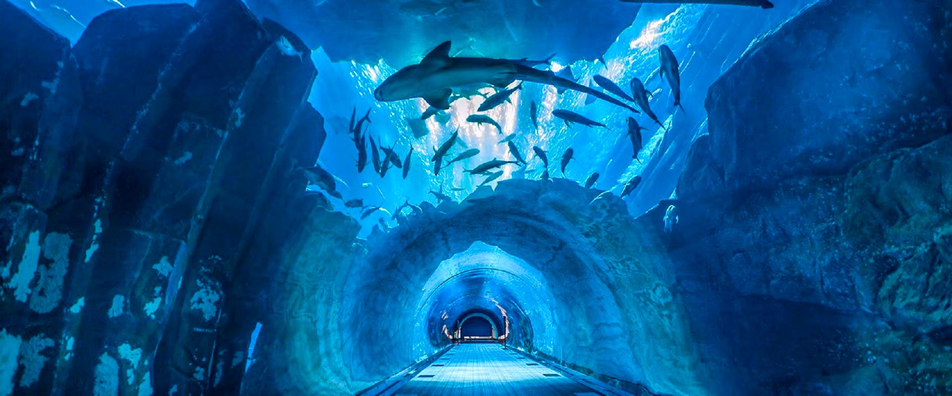 Explore Dubai Mall – Attractions Include the Dubai Aquarium, Burj Khalifa (Non-prime Hours), Dubai Fountain Show & Underwater Zoo ( Operates on Mon, Wed & Sat)
