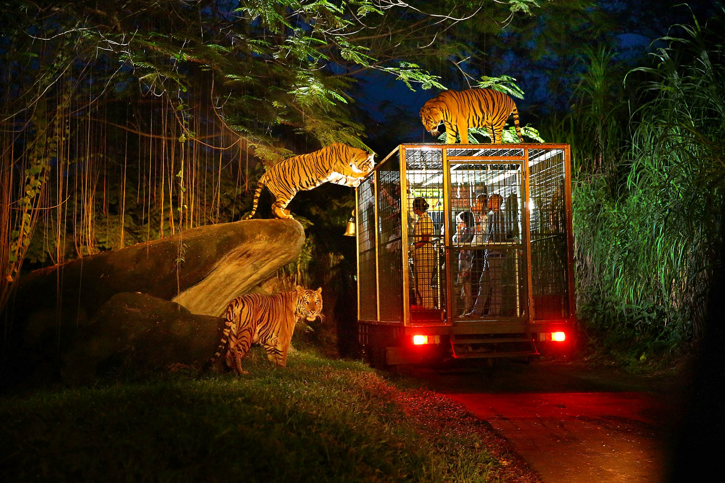 Night Safari with Admission and Tram Ride (Tickets Only )