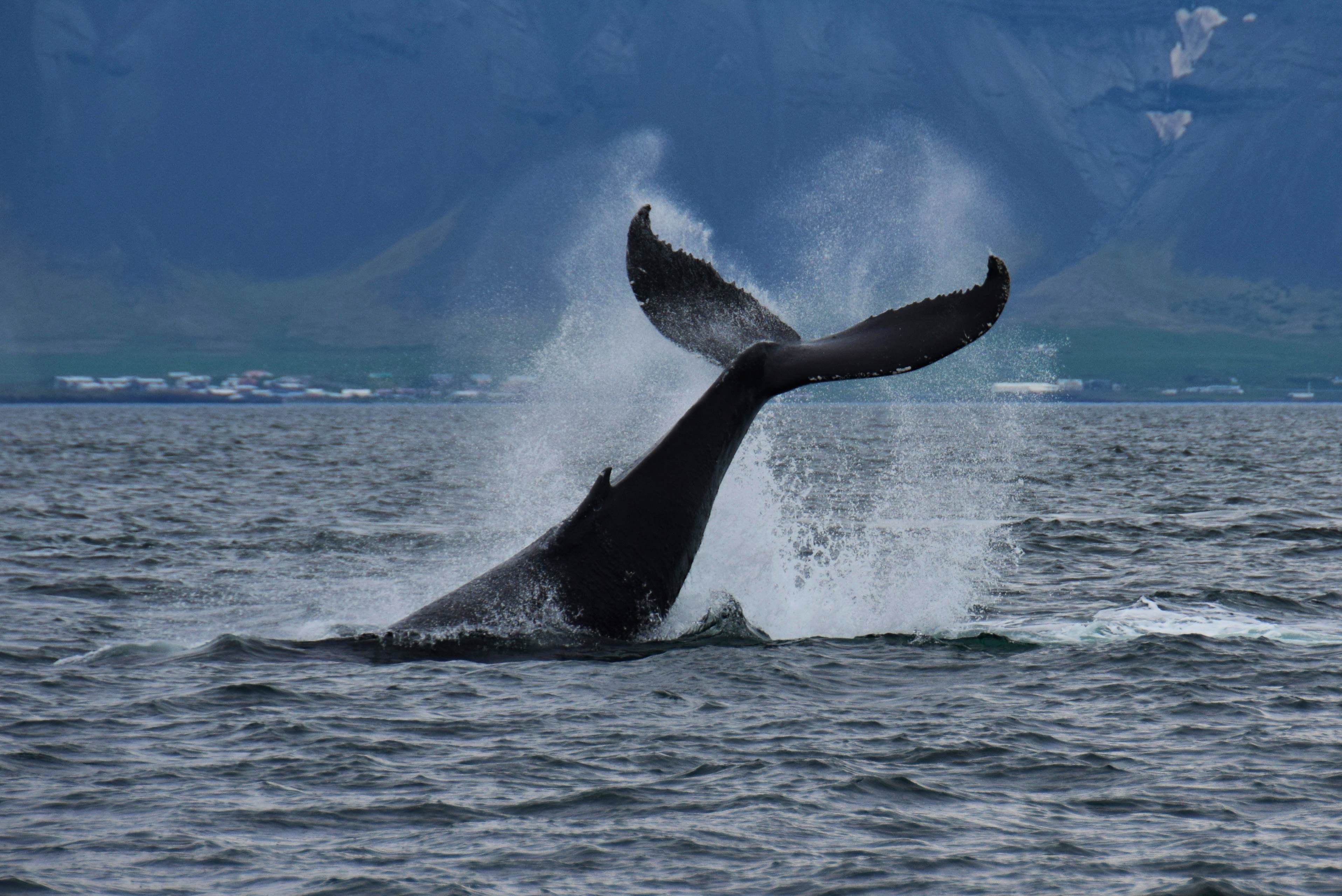 Whale Watching & Sea Angling