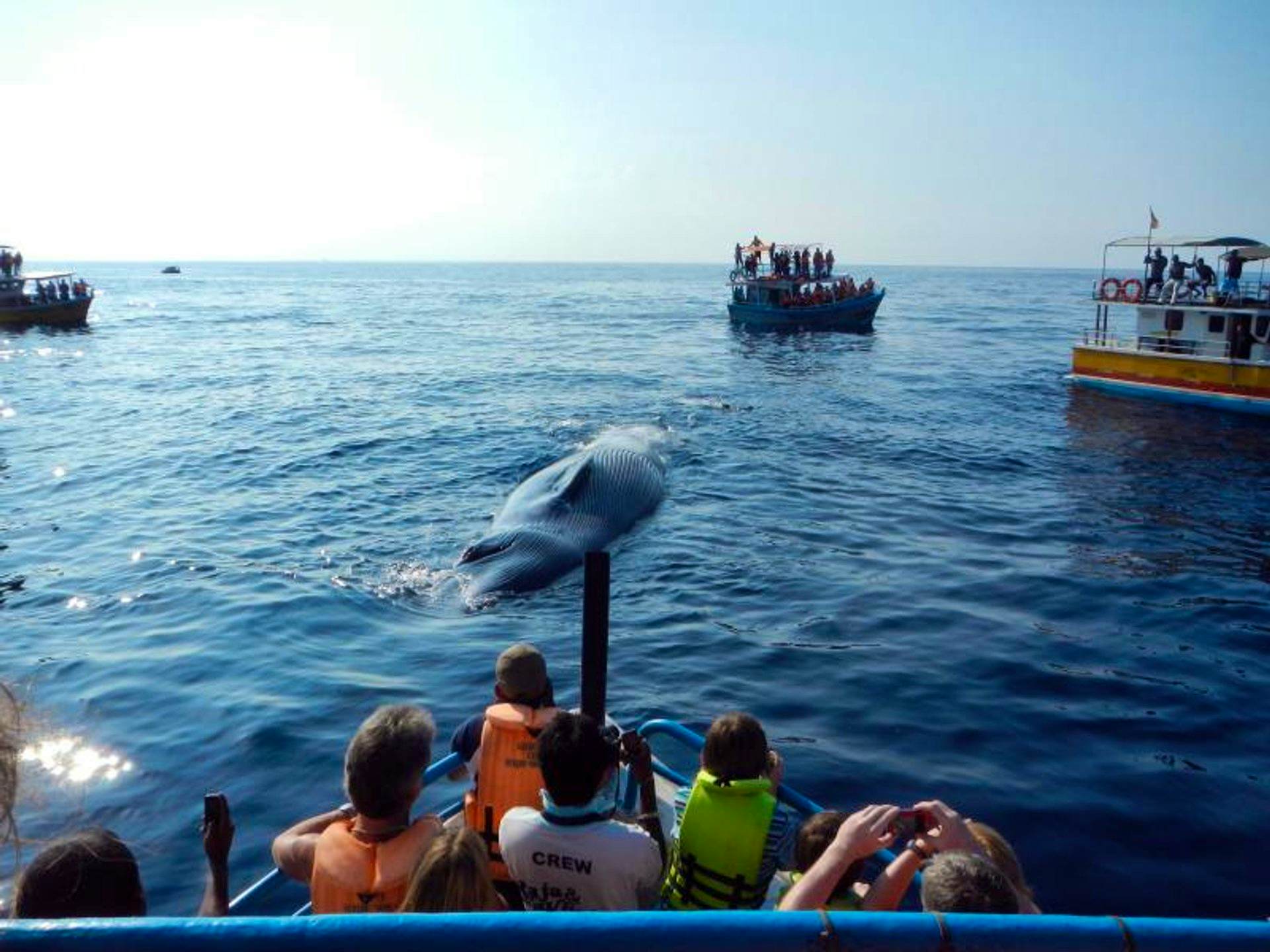 Whale/Dolphin Watching (On a Shared Boat)- Entrance Fee 45 USD Per Person Pay Directly