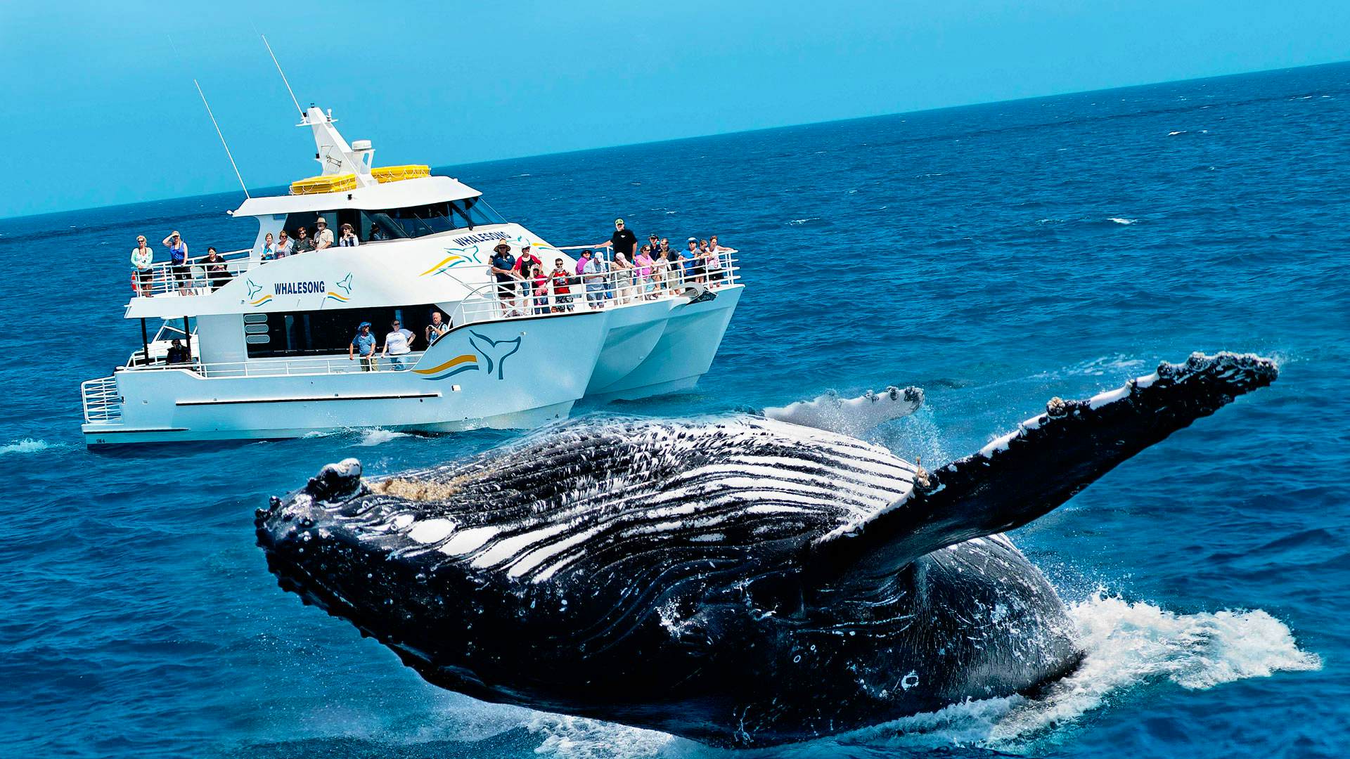 Explore Whale Watching with private transfers