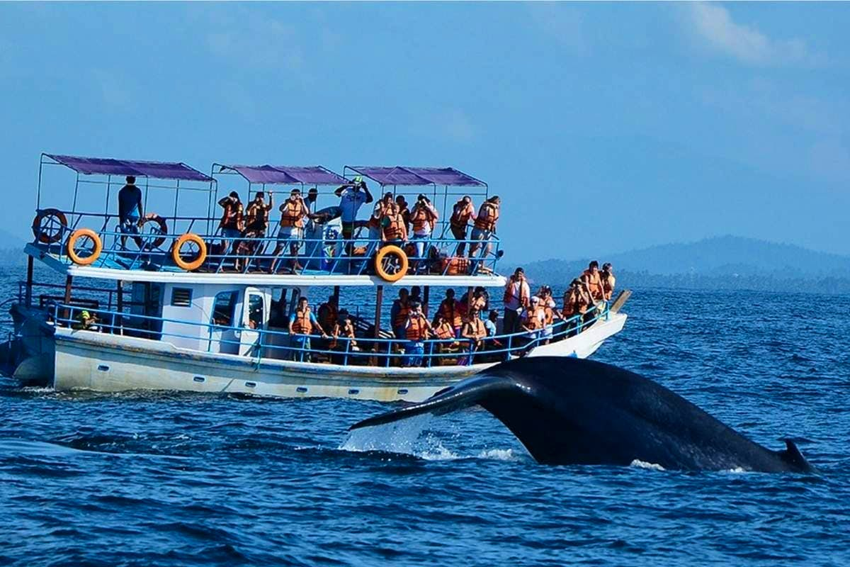 Whale/Dolphin Watching in Mirissa from Galle (On a Shared Boat) - (3-4 Hours) - SIC Transfers