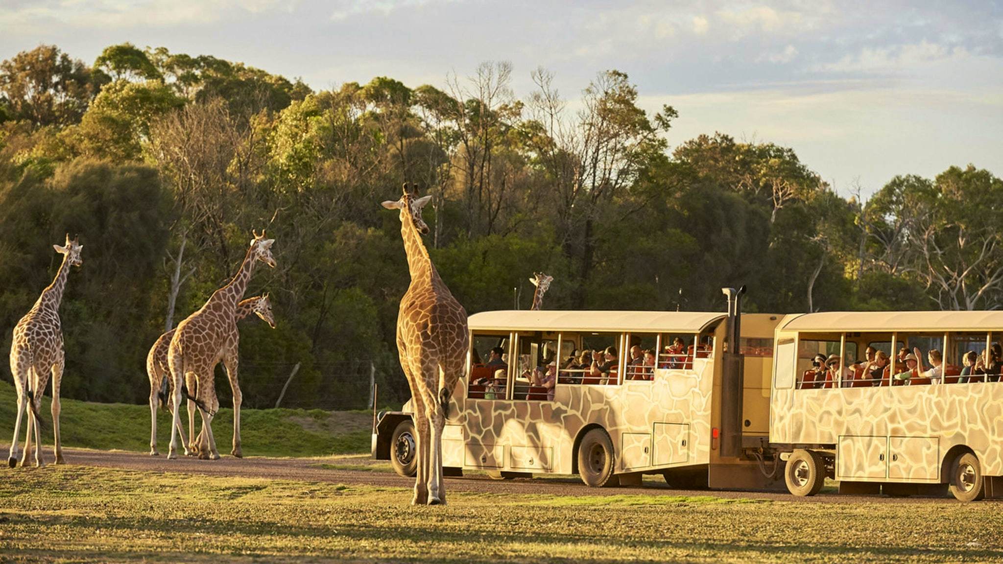 Werribee Open Range Zoo Sunset Safari Experience from Melbourne