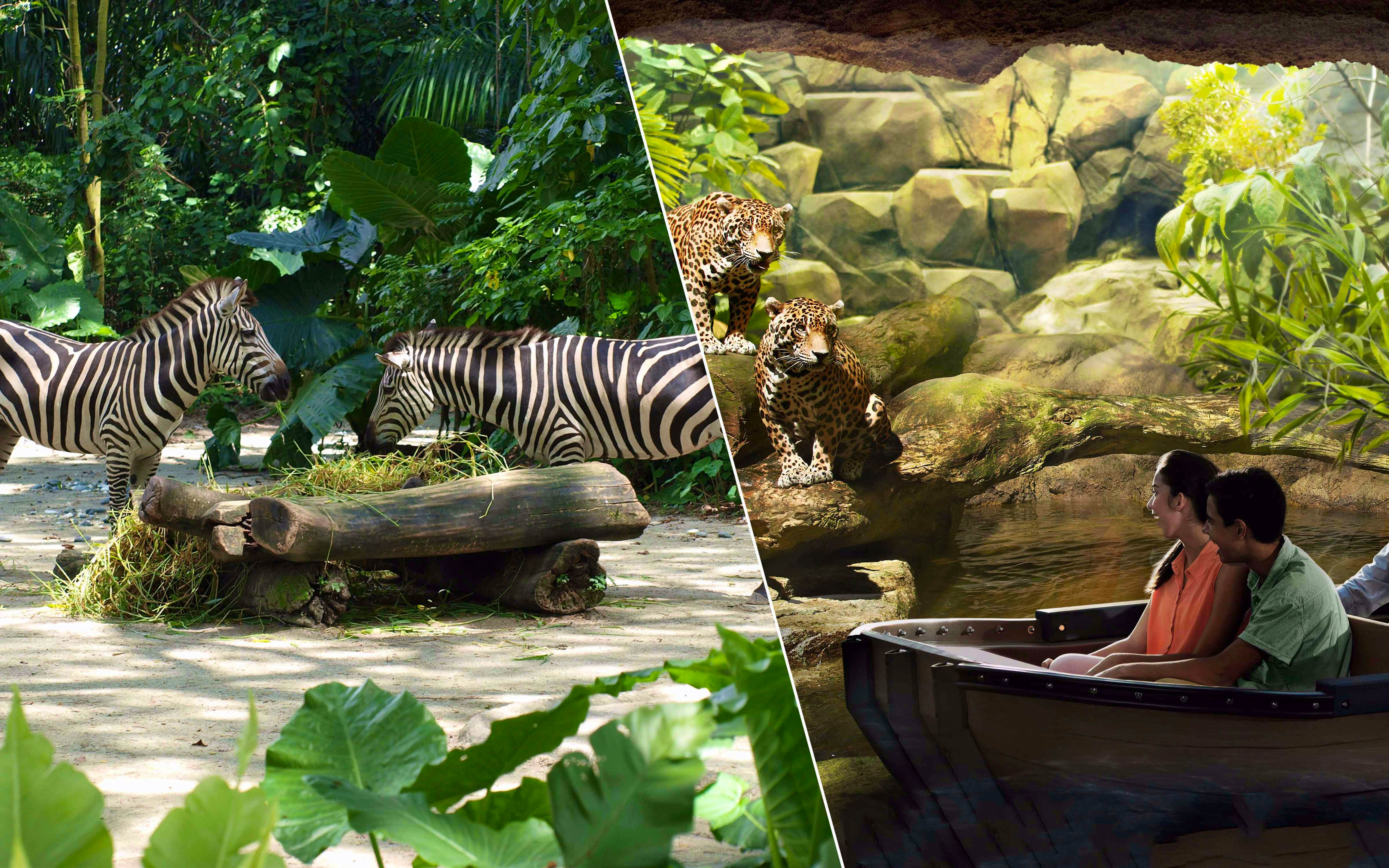 Singapore Zoo+River Safari+ Night Safari with Private Transfers
