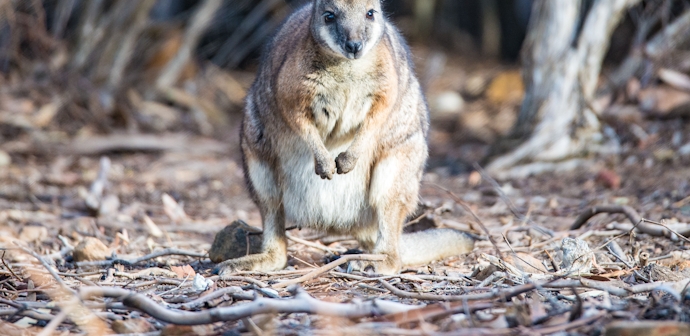 Experience Australia's wilderness with your family