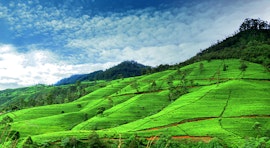 Best of Sri Lanka: 7-Night Adventure in Kandy, Nuwara Eliya, Bentota & Colombo