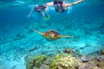 Turtle Point Snorkelling
