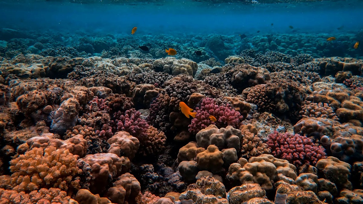 Pattaya Snorkelling Tour