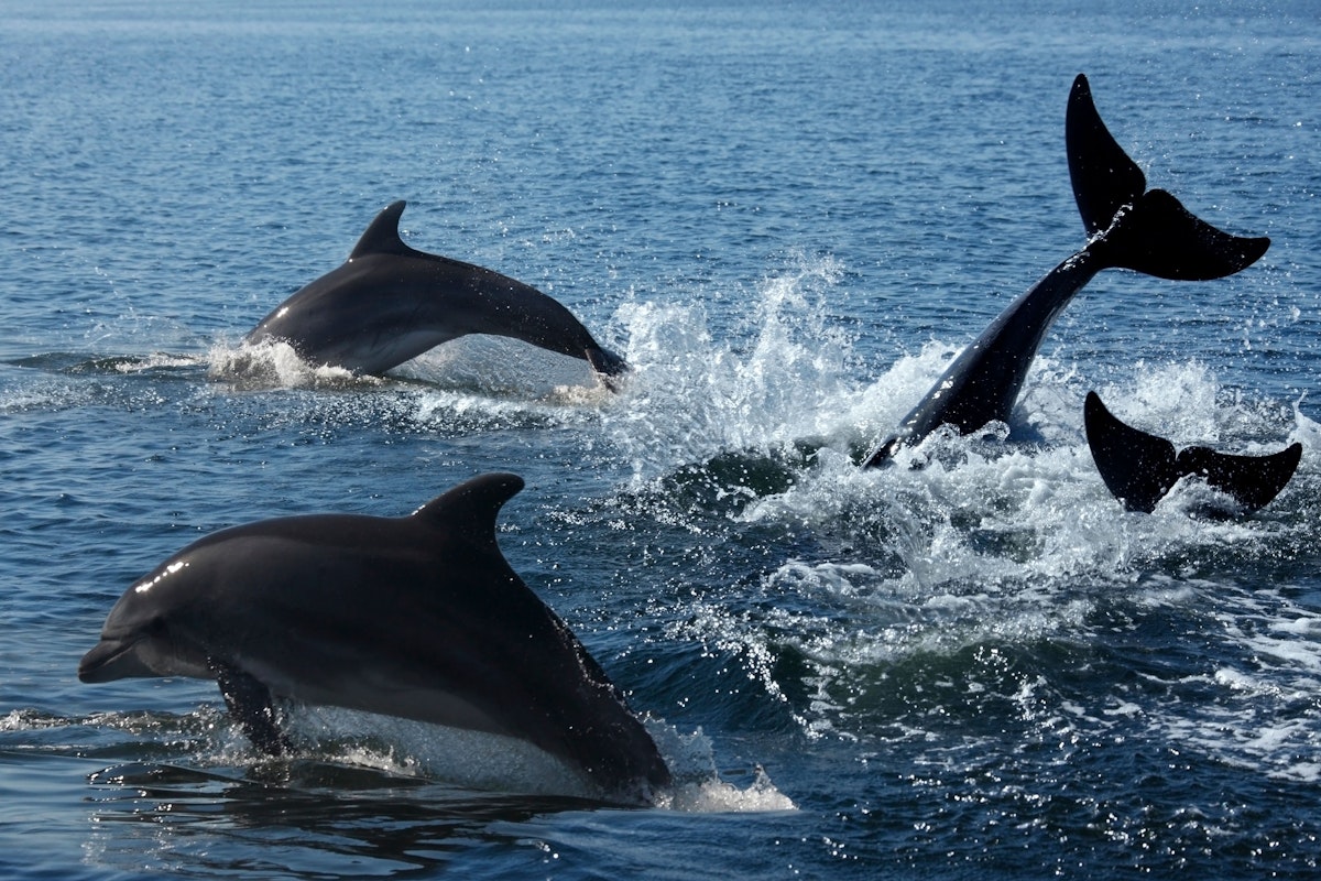 dolphin sighting