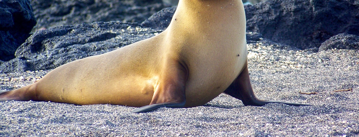 sea-lion-on-the-galapagos-2022-11-03-12-33-42-utc.jpg