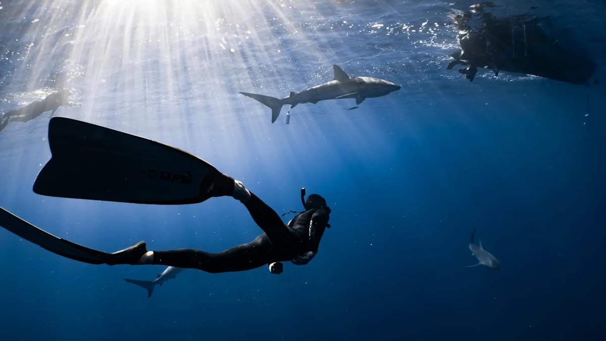 Shark Cage diving