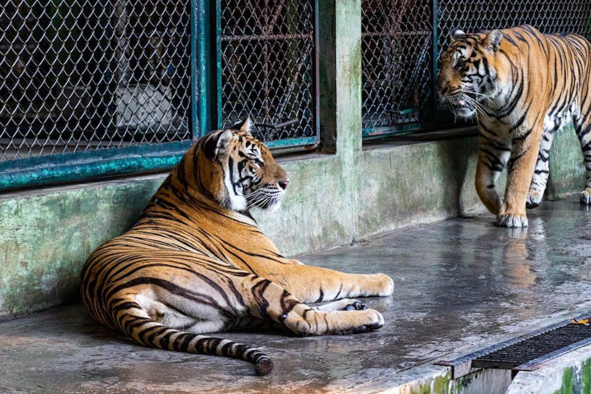 tiger tour in thailand
